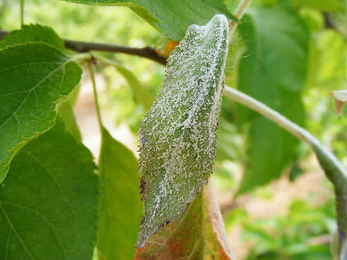 Hogyan védekezzünk az almafalisztharmat ellen?