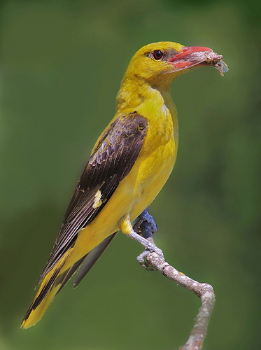 Krizantém: ha ezekre figyelsz, tele lesz virággal