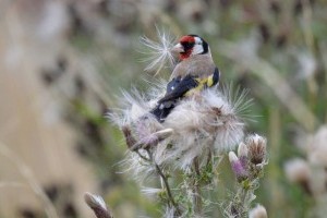 Miért fontosak a rovarevő madarak a kertünkben?