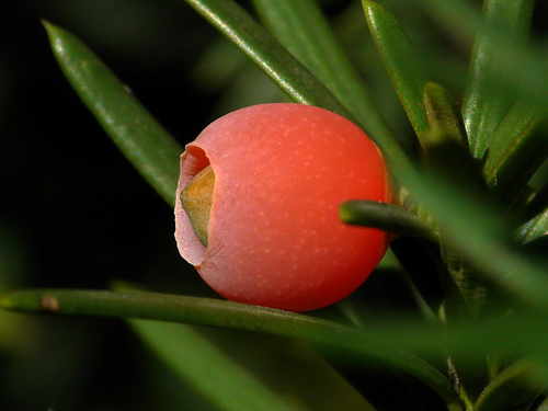 Krizantém: ha ezekre figyelsz, tele lesz virággal