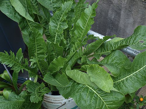 Krizantém: ha ezekre figyelsz, tele lesz virággal