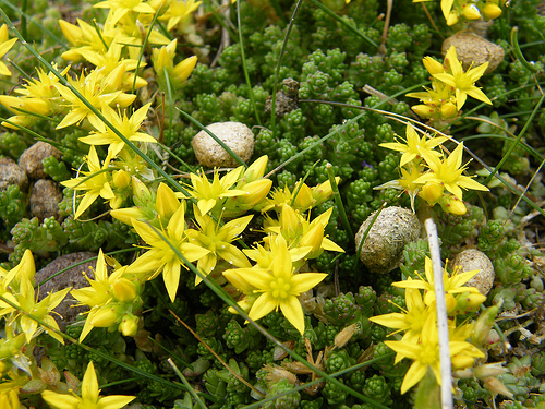 Krizantém: ha ezekre figyelsz, tele lesz virággal