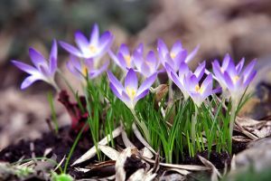 Szeretne egy sziklakertet? Építés 4 lépésben!