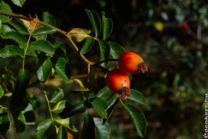 Ültessünk goji bogyót - nem hiszed el, mennyi mindent kibír!