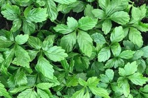 Ez a halhatatlanság növénye, el sem hiszed mennyi mindenre jó