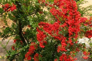 Ismerjük meg az Életbogyót!