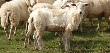 Gyapjahullató birkák?