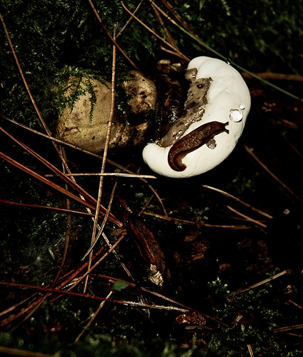 Mit tegyünk a csigákkal a kertünkben?