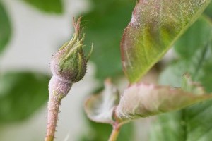 Védekezzünk a rózsalisztharmat ellen!