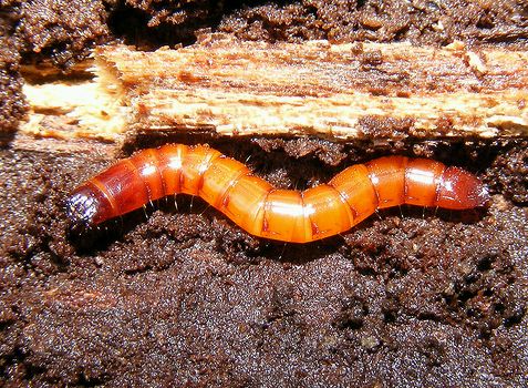 Krizantém: ha ezekre figyelsz, tele lesz virággal