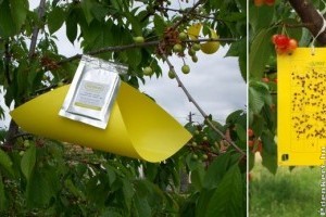 Szín- és illatcsapdák: természetbarát védekezés a gyümölcsfák kártevői ellen