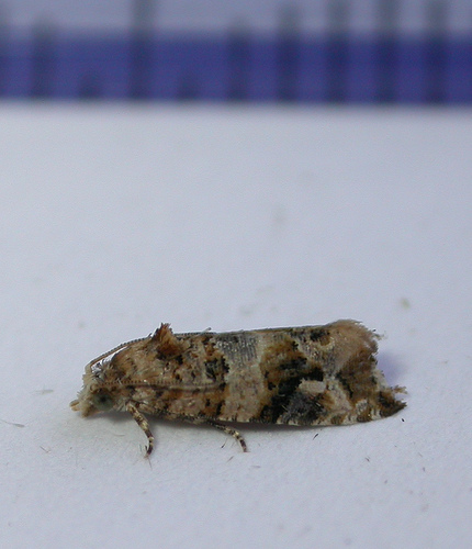 Hogyan védekezzünk a tarka szőlőmoly ellen?