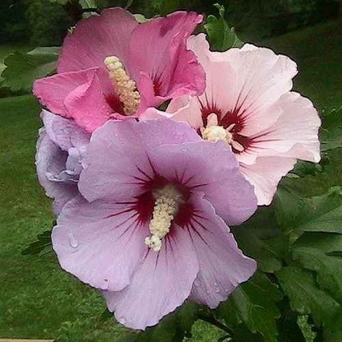 Krizantém: ha ezekre figyelsz, tele lesz virággal