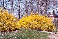 Krizantém: ha ezekre figyelsz, tele lesz virággal