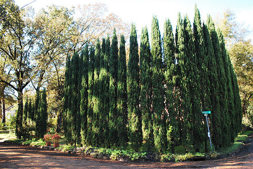 Krizantém: ha ezekre figyelsz, tele lesz virággal