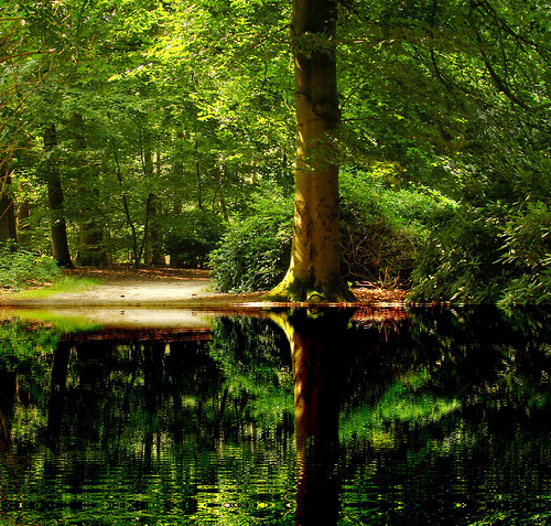 Krizantém: ha ezekre figyelsz, tele lesz virággal