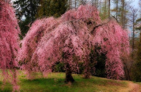 Krizantém: ha ezekre figyelsz, tele lesz virággal