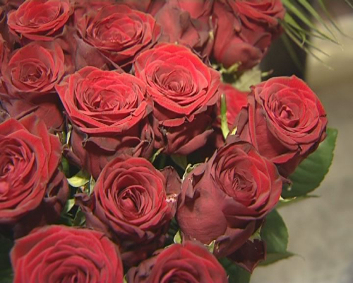 Krizantém: ha ezekre figyelsz, tele lesz virággal