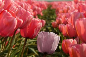 A tavasz legnagyobb kertészeti rendezvénye: Dísznövény 2010 Szakkiállítás és Vásár