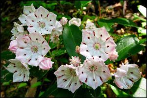 Hogyan ültessünk Hegyi babért?