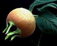 Krizantém: ha ezekre figyelsz, tele lesz virággal