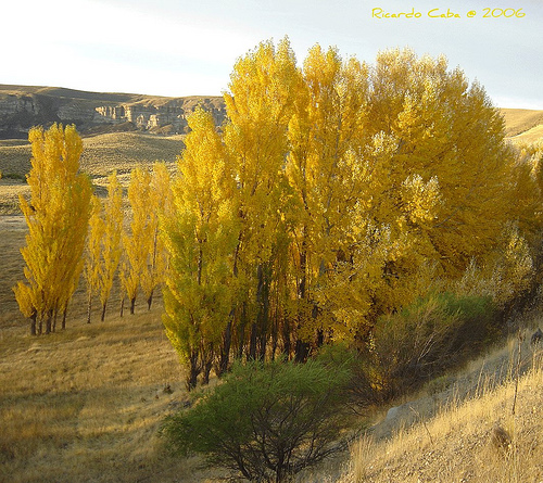 Ismerjük meg a Jegenyenyárfát!