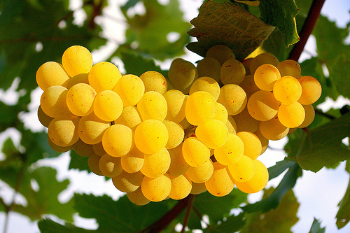 Krizantém: ha ezekre figyelsz, tele lesz virággal