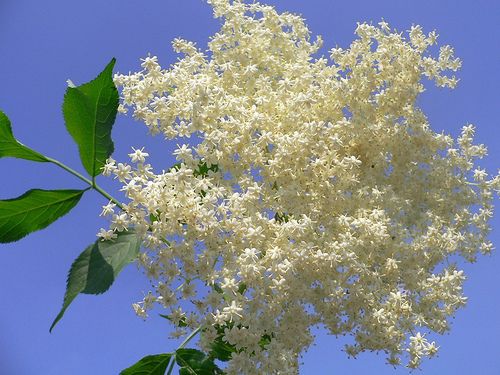 A bodza majdnem csodaszer!