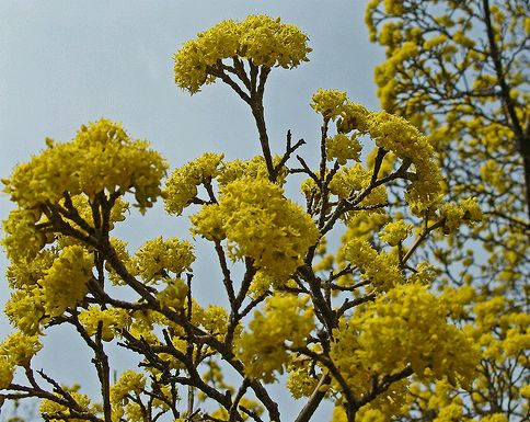 Krizantém: ha ezekre figyelsz, tele lesz virággal