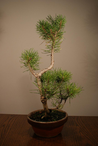 Óriás helyett inkább törpe! Miért ültessünk törpefát?