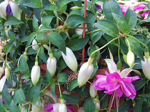 Krizantém: ha ezekre figyelsz, tele lesz virággal