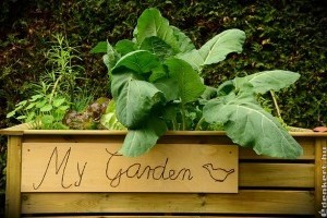 Építsünk emelt ágyást a fűszernövényeinknek!