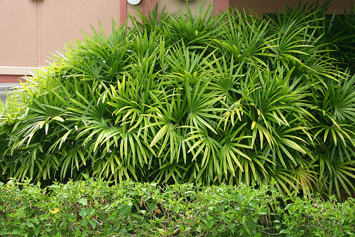 Krizantém: ha ezekre figyelsz, tele lesz virággal