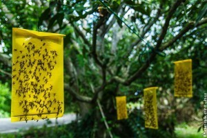 Vegyszermentesen a kukacmentes cseresznyéért