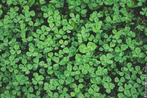 Fű helyett lóhere: sokkal jobban bírja a szárazságot, mint a gyep