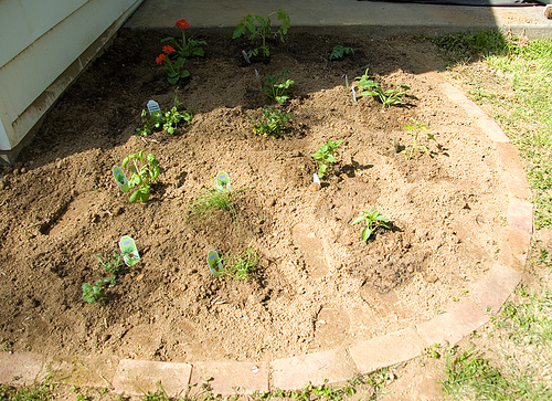 Krizantém: ha ezekre figyelsz, tele lesz virággal