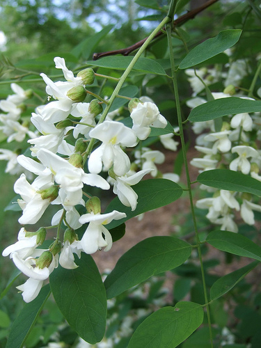 Krizantém: ha ezekre figyelsz, tele lesz virággal