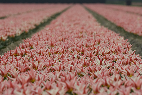 Hogyan virágoztassuk kétszer egy évben a nárciszt?