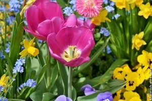 Hogyan válasszuk ki az ültetésre alkalmas virághagymákat?