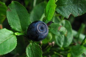 A fekete áfonya (Vaccinium myrtillus) ültetése