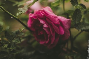 Ősszel vagy tavasszal kell metszeni a rózsát?