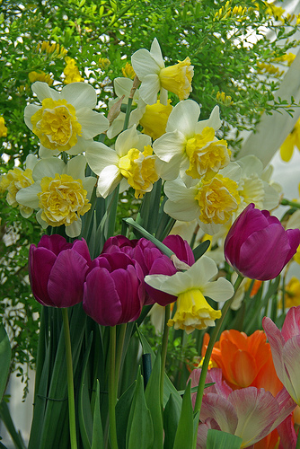 Virághagymák - Kérdések és válaszok a tavaszi virághagymákról