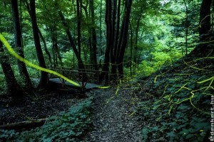 Ismerjük meg a szentjánosbogarat!