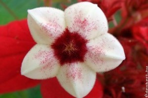 Földünk 15 legszebb virága