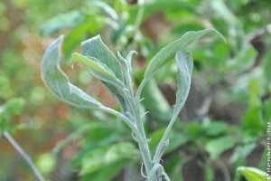 Védekezzünk az almafalisztharmat ellen!