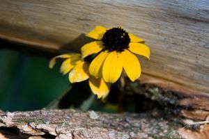 Világhírű parkok: A Central Park 10 legszebb virágos helye 1. rész