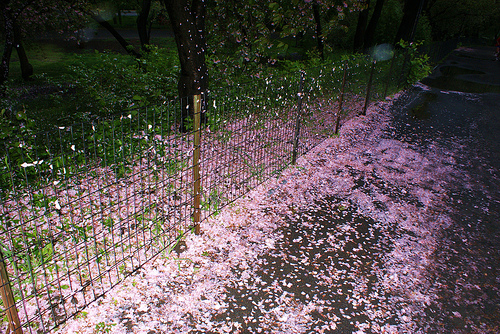 Világhírű parkok: A Central Park 10 legszebb virágos helye 2. rész