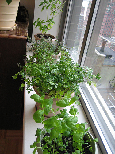 Krizantém: ha ezekre figyelsz, tele lesz virággal