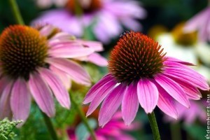 Bíbor kasvirág (Echinacea) ültetése, gondozása: így lesz meseszép!