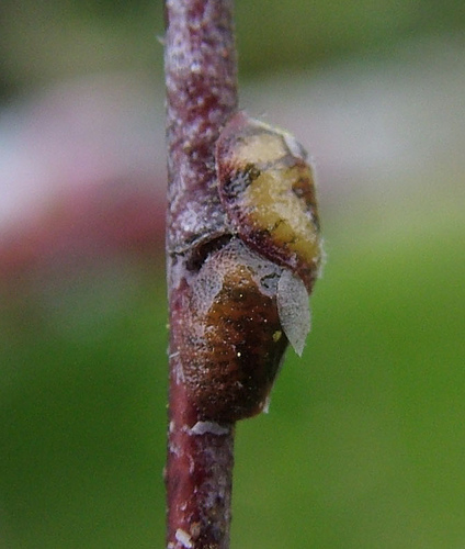 Hogyan védjük kerti növényeinket a pajzstetvektől?